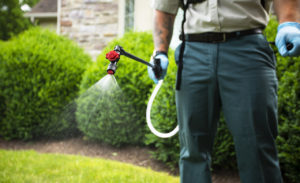 mosquito spraying service
