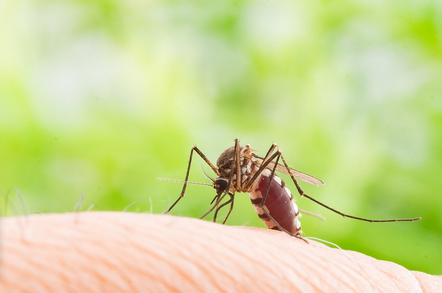 mosquito treatment river forest